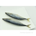 Fish maquerel Frozen Pacific 200-300g 300-500g Prix